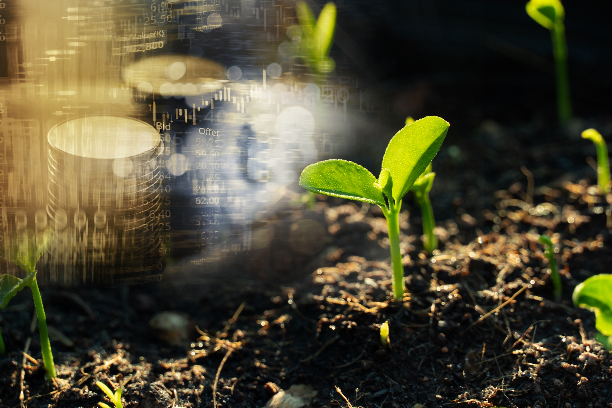 Growing,Green,Seedling,Or,Small,Tree,On,Soil,With,Money